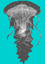 File:Jelly.png