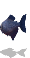 File:Pirahna-away.png