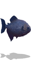 File:Pirahna-right.png